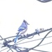 Blue Jay by spanishliz