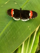 27th Feb 2024 - Pretty Butterfly
