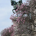 the Magnolia season by parisouailleurs