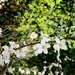 Blossom everywhere! by bigmxx