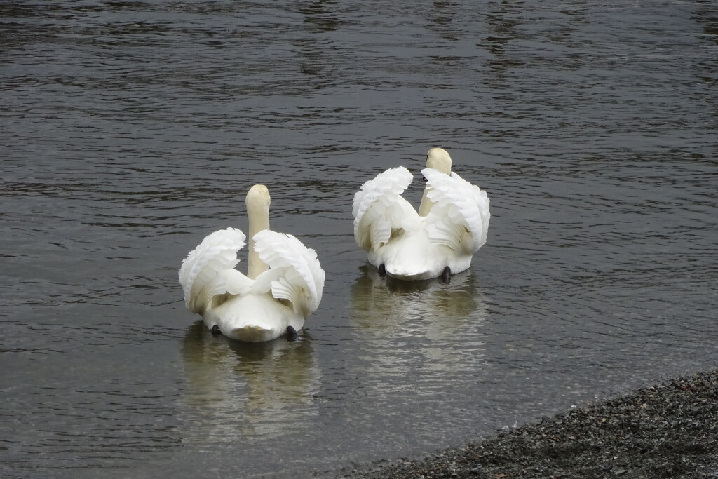 swans by anniesue