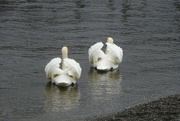 14th Mar 2024 - swans