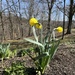 Our First Daffodils by pej76