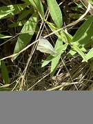 30th Jul 2023 - White Cabbage Butterfly