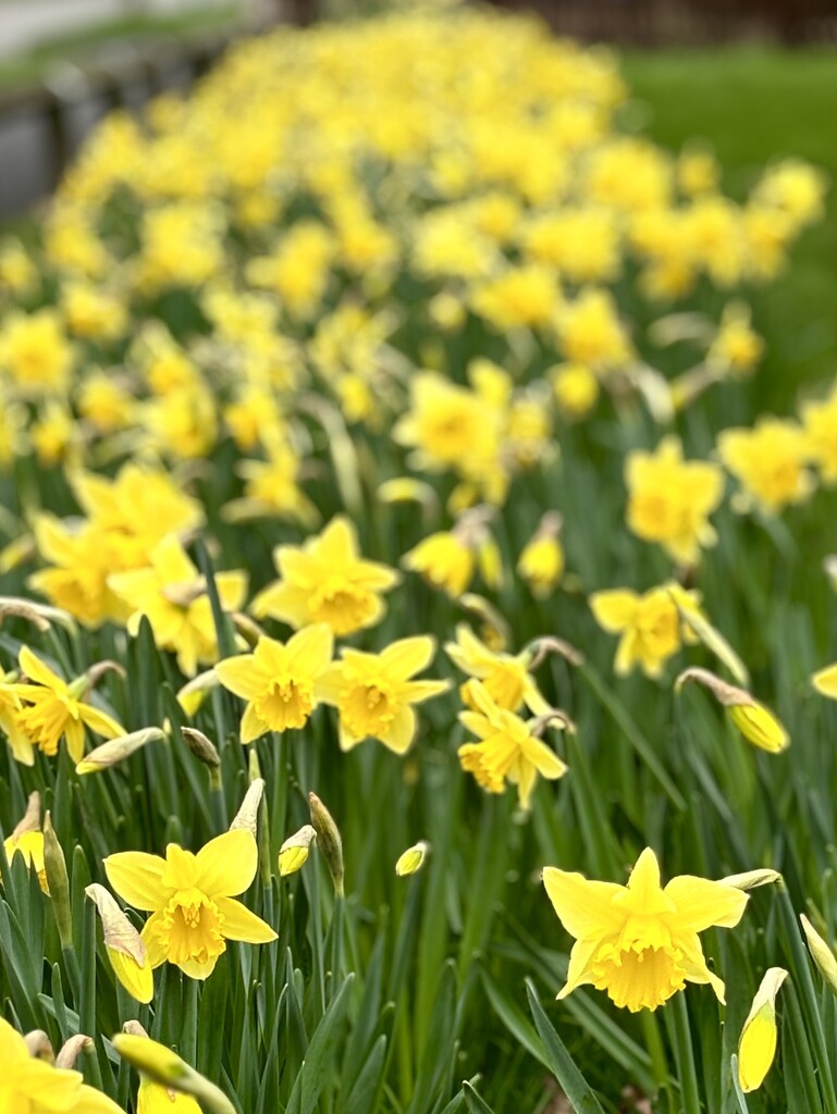 A row of golden daffodils  by lizgooster