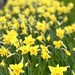 A row of golden daffodils  by lizgooster