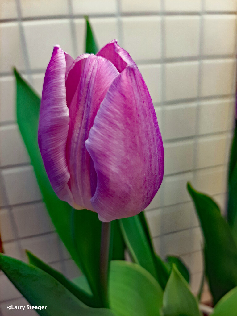 Spring Tulip bloom by larrysphotos