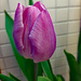 Spring Tulip bloom by larrysphotos