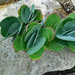 Paddle Plant Kalanchoe by larrysphotos