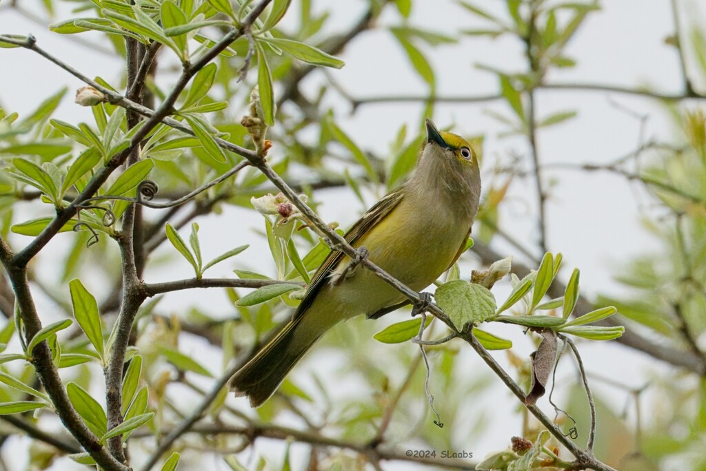 White Eyed Vireo  by slaabs