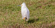 14th Mar 2024 - Snowy Egret!