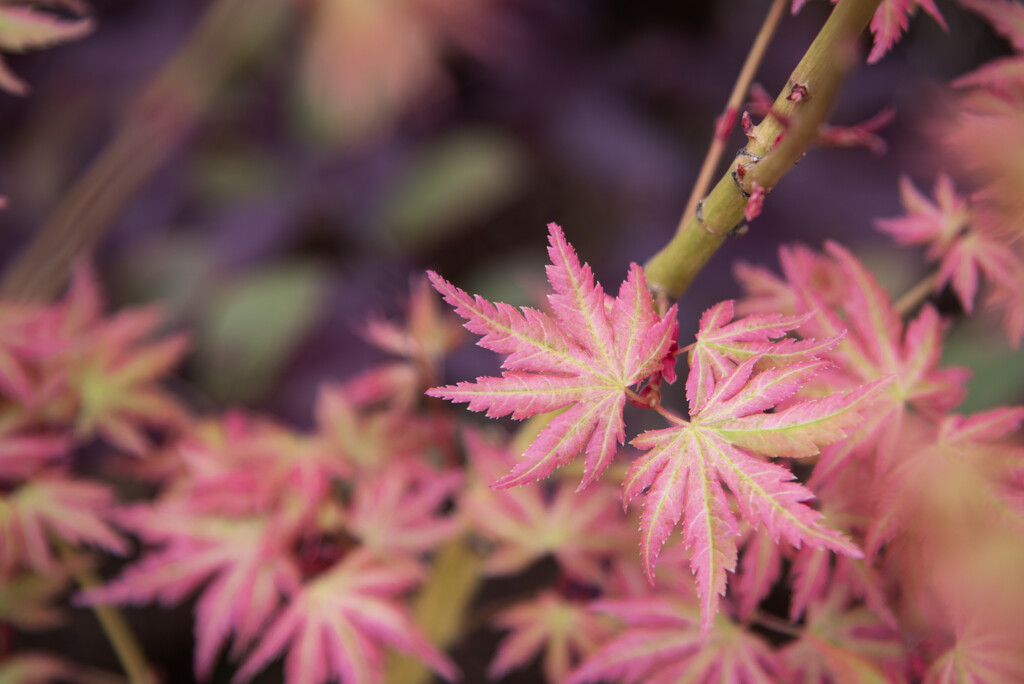 071 - Japanese Maple by emrob