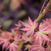 071 - Japanese Maple by emrob