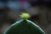 14th Mar 2024 - 074 - Cactus