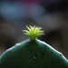 074 - Cactus by emrob