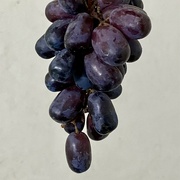 14th Mar 2024 - Grapes