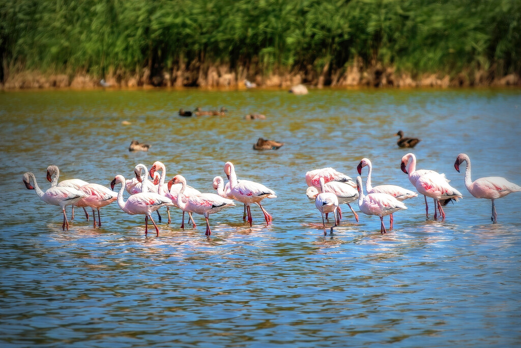 Flamingo Friday  by ludwigsdiana
