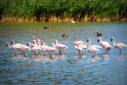 15th Mar 2024 - Flamingo Friday 