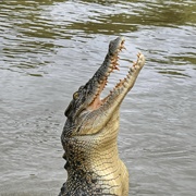 14th Mar 2024 - Crocodile smile 🐊