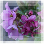 15th Mar 2024 - bergenia and violets in pink...