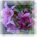 bergenia and violets in pink... by quietpurplehaze