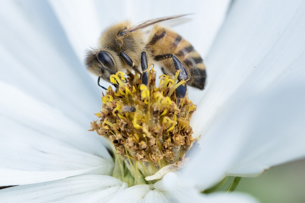Bee macro by dkbarnett