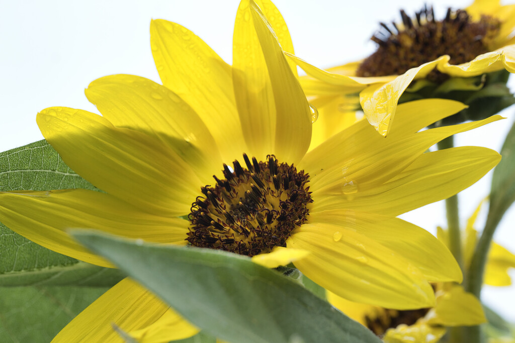 Sunflower yellow by dkbarnett