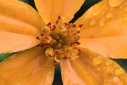 12th Mar 2024 - Orange flower with water drops