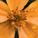 Orange flower with water drops by dkbarnett