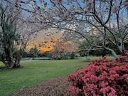 15th Mar 2024 - Sunset and spring color, Hampton Park, Charleston, SC