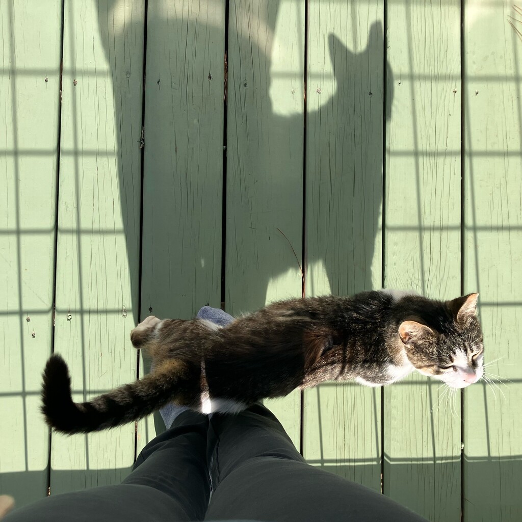 Nermal & His Shadow and also my Legs by gratitudeyear
