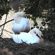8th Mar 2024 - Swans in Vernon Park