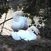 Swans in Vernon Park by oldjosh