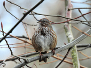 15th Mar 2024 - Song Sparrow