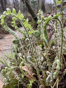 15th Mar 2024 - Fiddle ferns by the creek