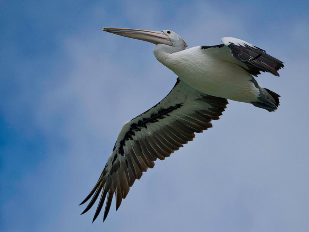 Pelican Fly By P3157654 by merrelyn