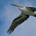 Pelican Fly By P3157654 by merrelyn