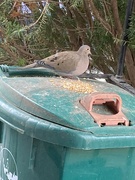 15th Mar 2024 - Dove Enjoying Seeds
