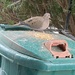 Dove Enjoying Seeds by spanishliz