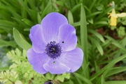 14th Mar 2024 - Big purple Poppy