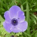 Big purple Poppy by dragey74