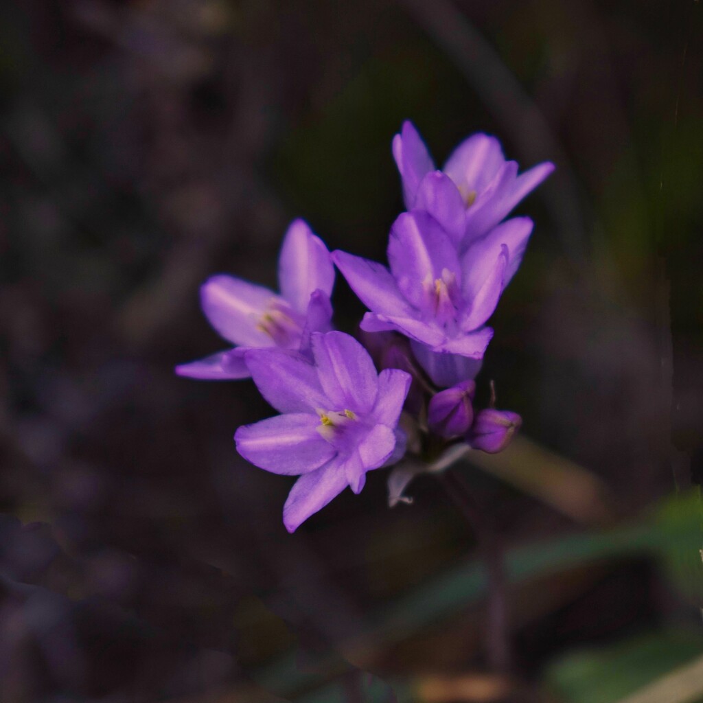 3 14 Desert Hyacinth by sandlily