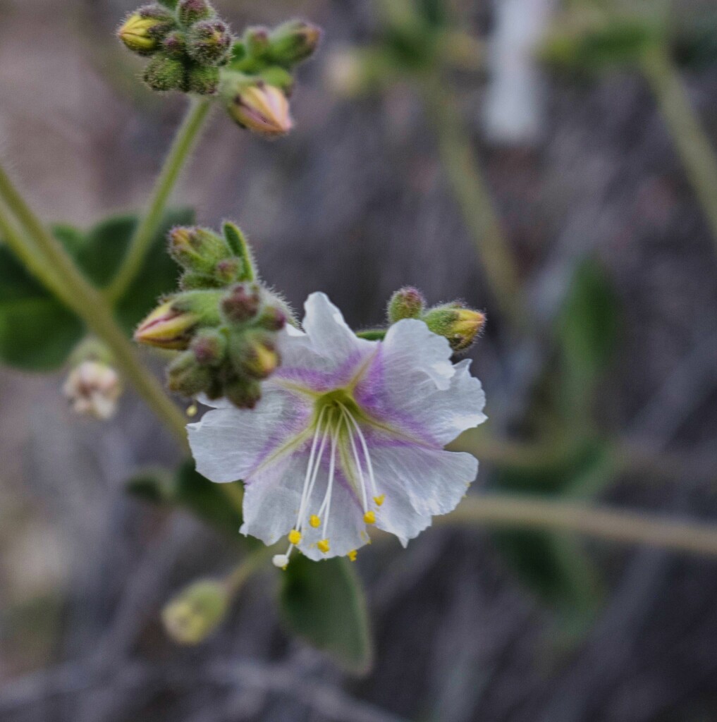 3 14 Desert Wishbone flower by sandlily