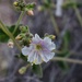 3 14 Desert Wishbone flower by sandlily
