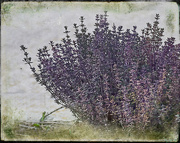 15th Mar 2024 - Re-awakening Lavender