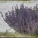 Re-awakening Lavender by gardencat