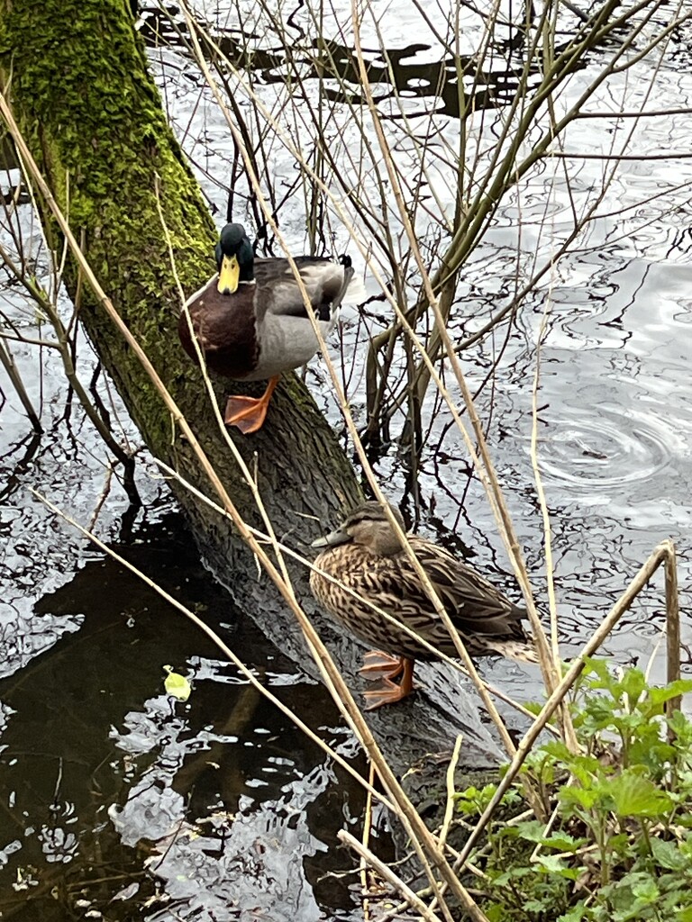 Ducks by helenawall