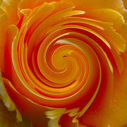 13th Mar 2024 - swirling with a rose