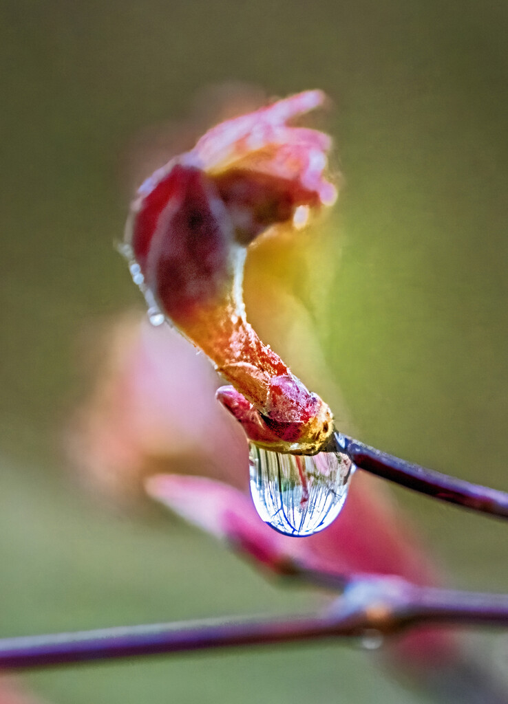 Raindrop by kvphoto