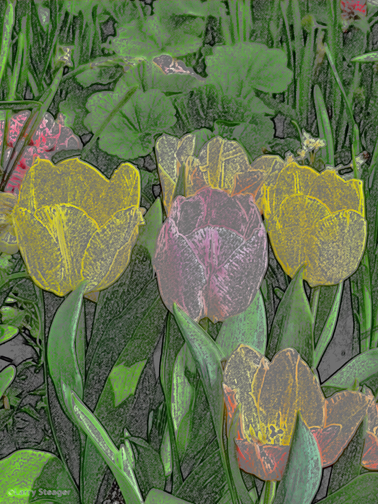 Pastel Tulips Colored pencil by larrysphotos
